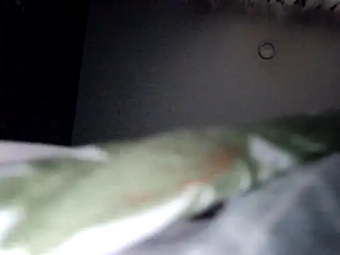 Czat XXX na żywo – EbonyBlue-x