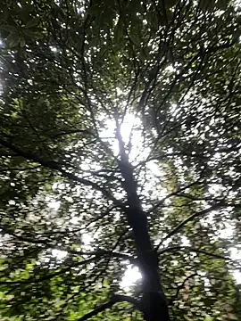 toritoga 即時 XXX 聊天