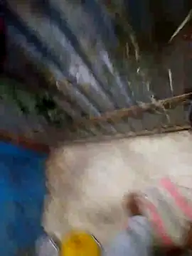 Sathyashow Webcam Show