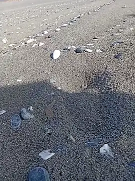 NAvoglia 在線直播表演