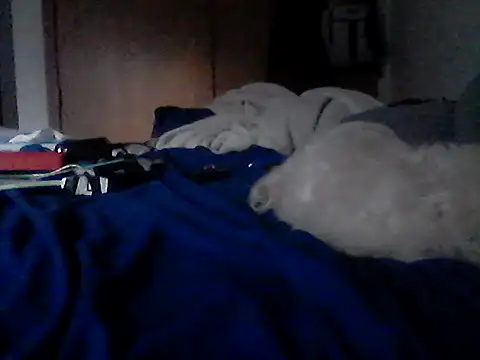 Silencio26's Live XXX Chat