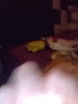 XXX chat uživo modela delagueto1