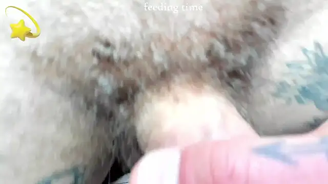 عرض كام layneinchains