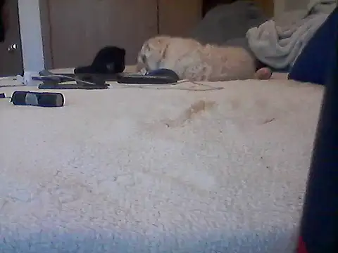 Silencio26's Live XXX Chat