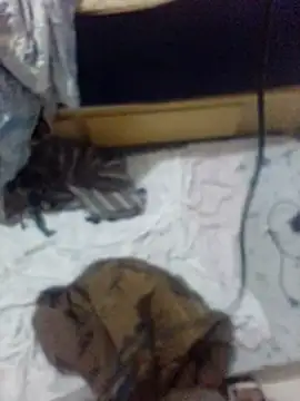 Chat XXX ao vivo de Tesseusgostoso