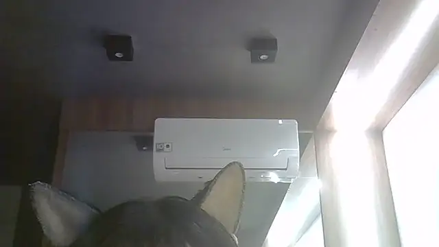 SkinnyKitten webcam show