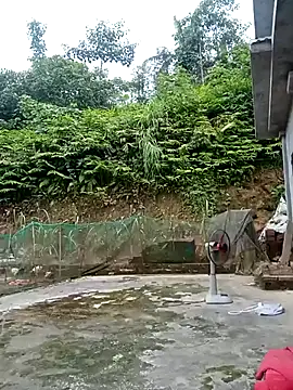 Sembang XXX Secara Langsung BigAss-Vietnames