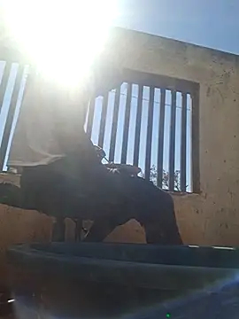 Petrossa Adlı Modelin Canlı XXX Sohbeti
