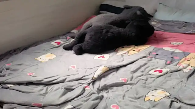 HH_DT XXX чат на живо