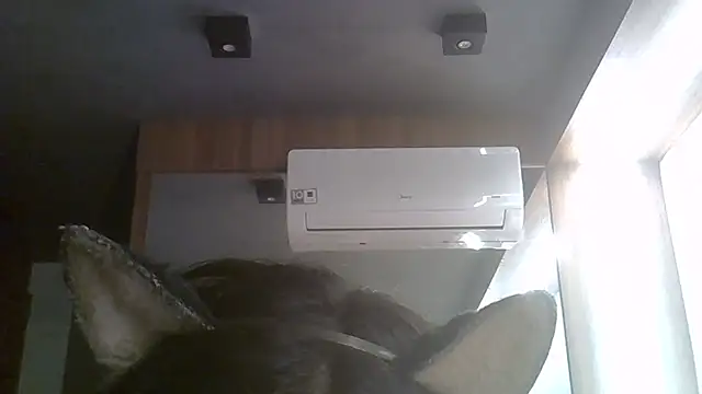 Chat XXX ao vivo de SkinnyKitten