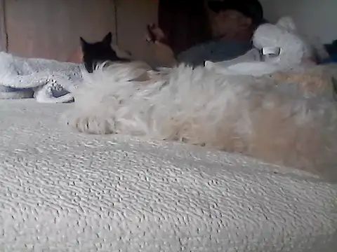 XXX chat uživo modela Silencio26