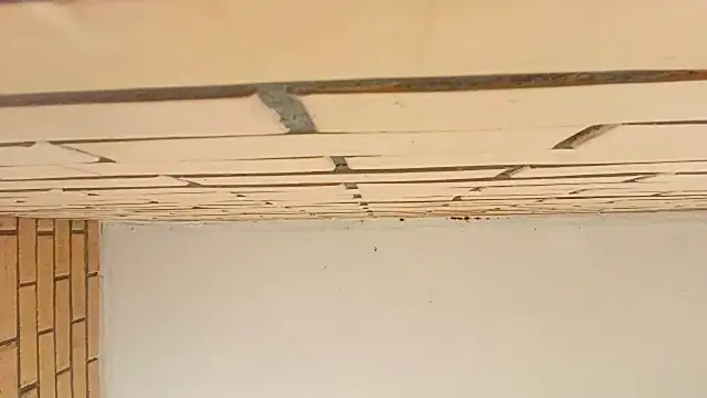 IronicBuckle Obrolan Langsung XXX