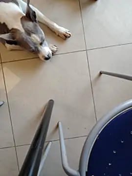 XXX chat uživo modela dayanesexxy