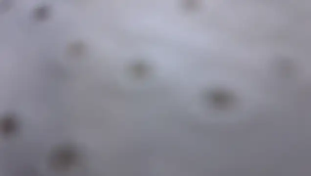 Stanleyandjhosepn Webbikameraesitys