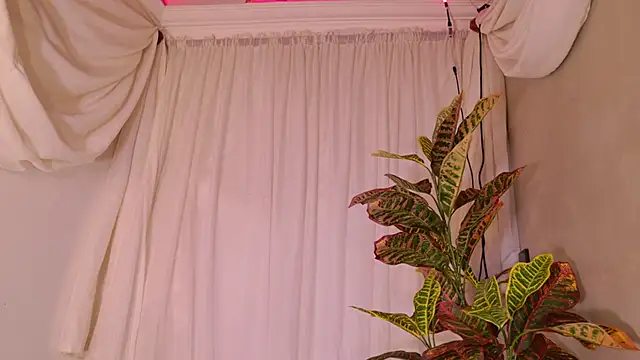 Stellaciel_ Live XXX-Chat