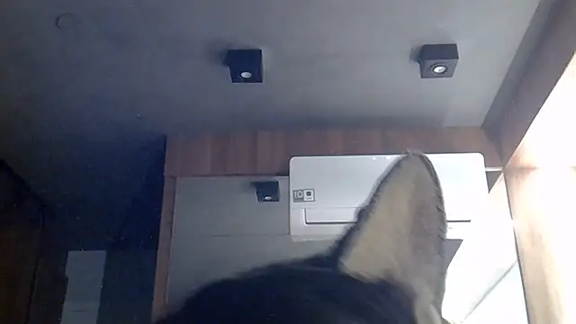 Show de SkinnyKitten na webcam