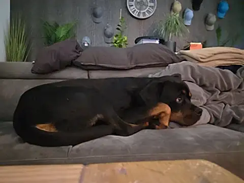 Ruffman79n Webbikameraesitys
