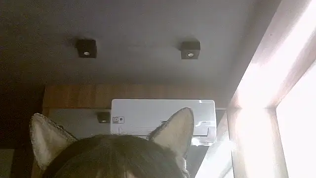 SkinnyKitten live XXX chat