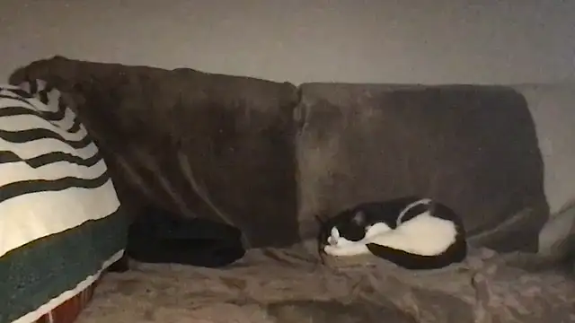 Kittymarlene: απευθείας συνομιλία ΧΧΧ
