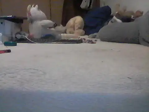 Show Webcam de Silencio26