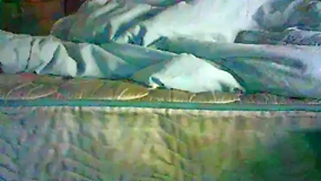 CR3M3_FIR3 라이브 XXX 채팅