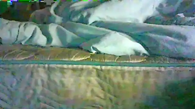 دردشة CR3M3_FIR3 الجنسية المباشرة