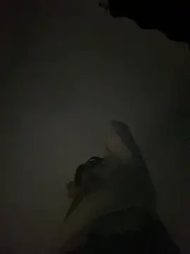 Chat XXX ao vivo de GusanoDelicioso
