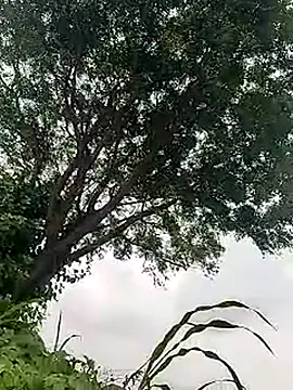 Show de webcam de Desi_boy_fuck