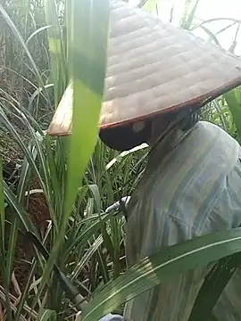 Bong_Hoa Show Webcam