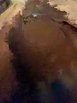 Chat XXX ao vivo de Bbcentaule
