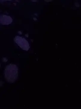 RaspuT002 Webcamshow