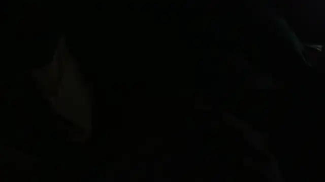 Chat XXX ao vivo de immikew1975