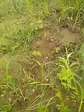 delhicouple50 网络视讯表演