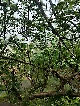 Nikhilboy400のウェブカメラショー