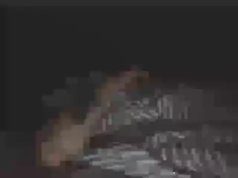 SHARPSkinheadn Live XXX chat