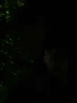 seb_tv élő XXX-chatje