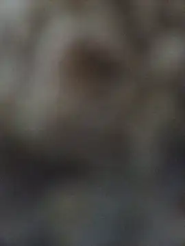 הופעת וובקאם של Sexxoophone