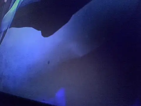 IIILCIIIn Live XXX chat