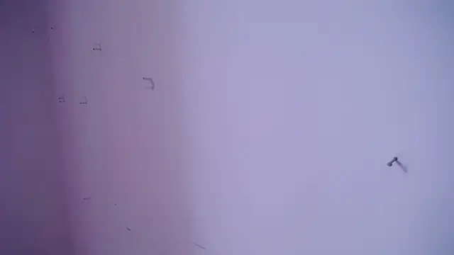 Theylor_Rouse Pertunjukan Webcam