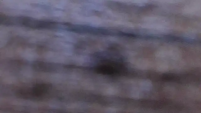 Živý XXX chat miss_preggie