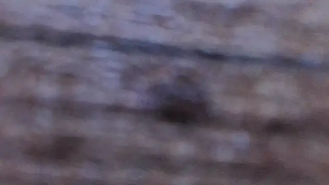 Živý XXX chat miss_preggie