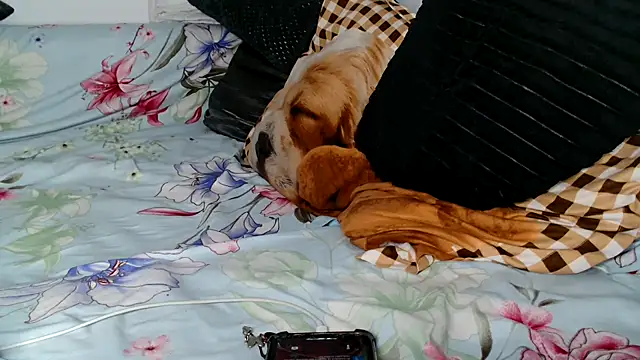 XXX chat uživo modela JasminGolld