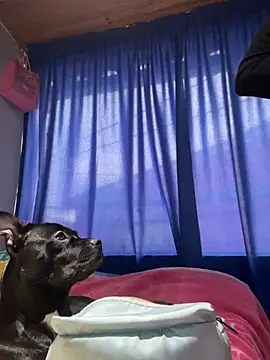 ImCrazzy 라이브 XXX 채팅