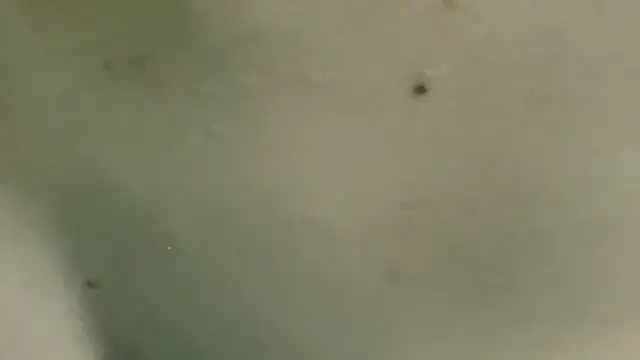 Cutie_Shy_'s Live XXX Chat