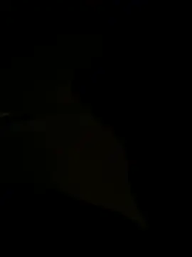 הופעת וובקאם של bbdick9