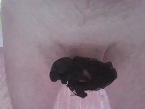 svvs27's Live XXX Chat