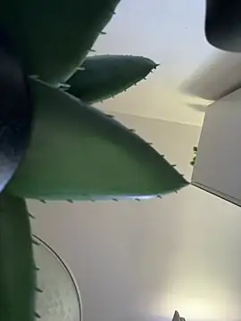Michel_huge webcam show