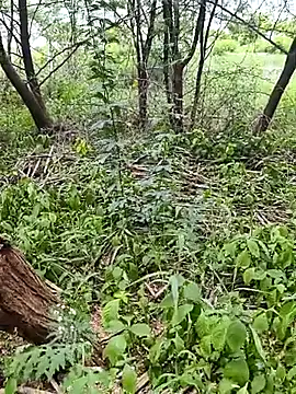 lalitha_couple 网络视讯表演