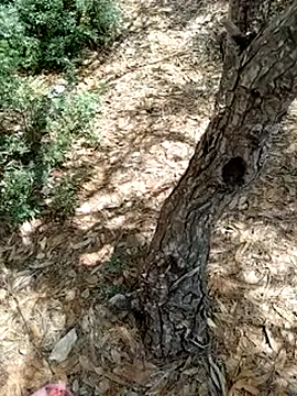 Blueyes76 Webcamshow