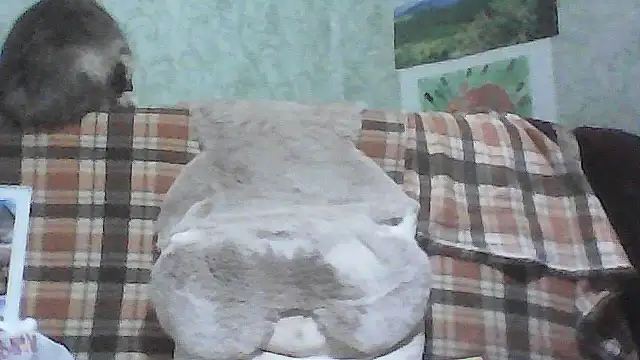Chat XXX Live Musical__fantasy